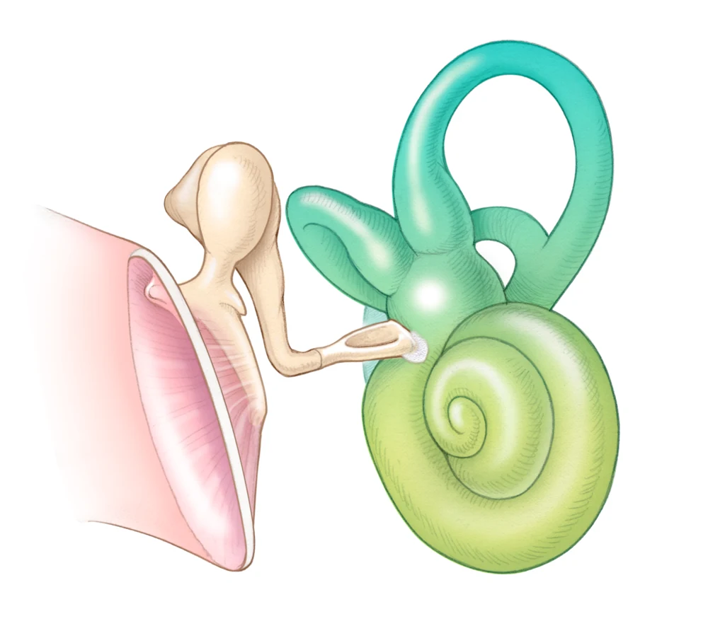 Illustration of the inner ear and vestibular system